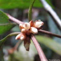 <i>Isonandra lanceolata</i>  Wight